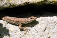 10209 Podarcis muralis (Lucertola muraiola)